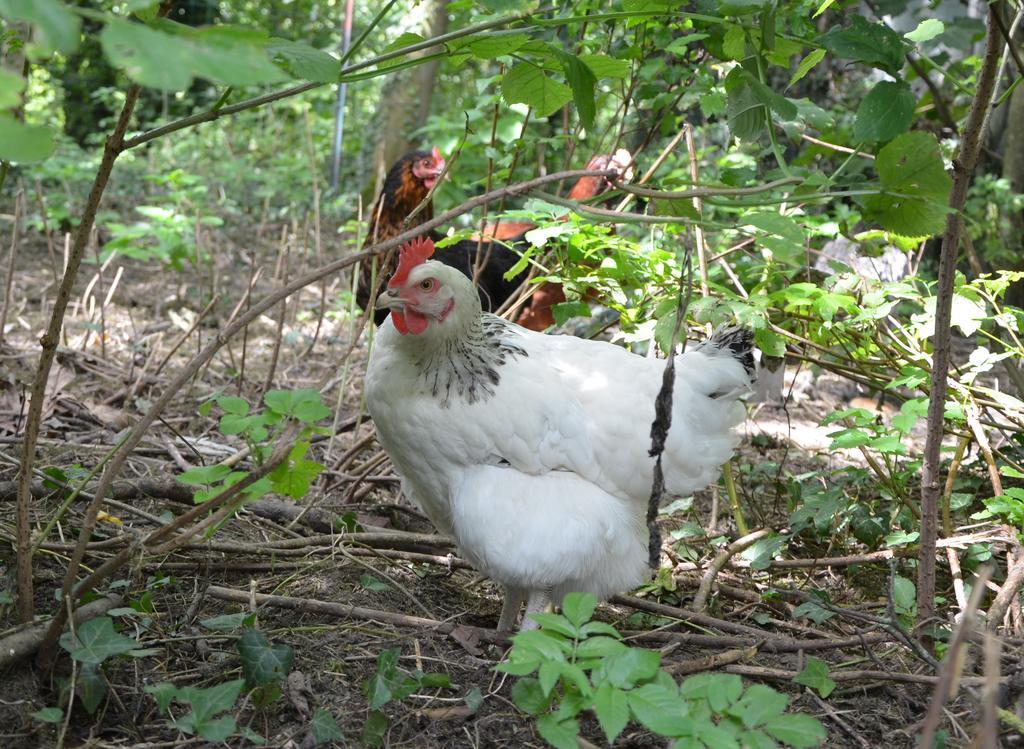 La Ferme Wessiere ξενώνας Oye-Plage Εξωτερικό φωτογραφία